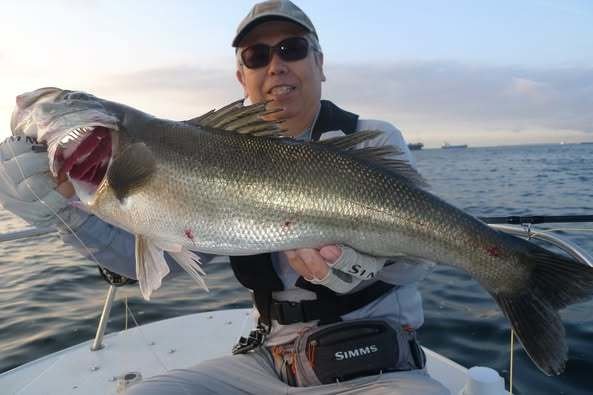 シーバス(スズキ)