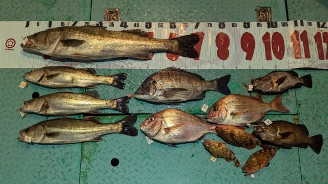 マダイ・コダイ(マダイ)・クロダイ・マタカ(スズキ)・セイゴ(スズキ)・メバル