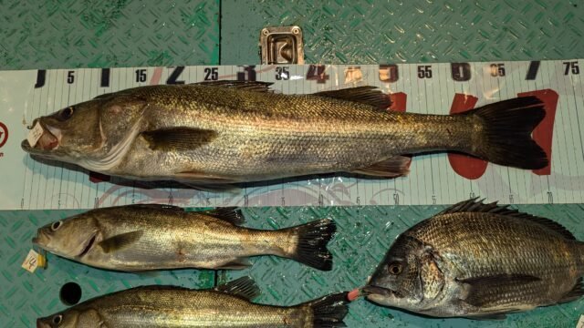 マダイ・マタカ(スズキ)・セイゴ(スズキ)