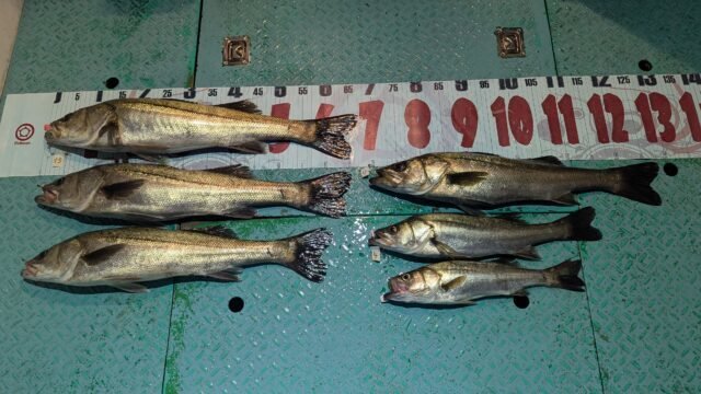 マタカ(スズキ)