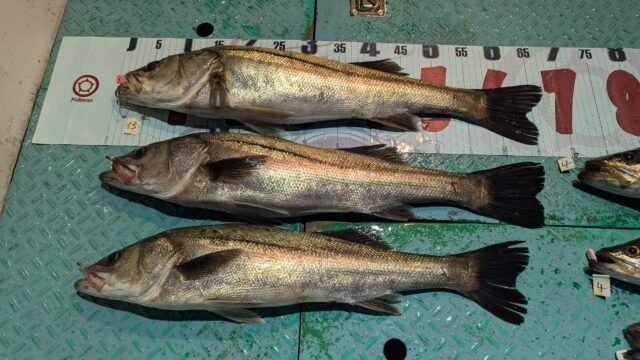 マタカ(スズキ)