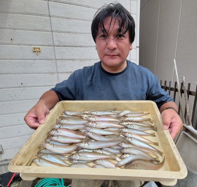 キス(シロギス)