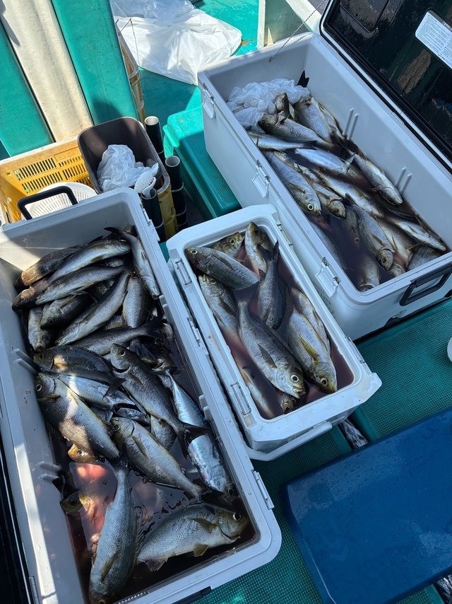 イサギ(イサキ)