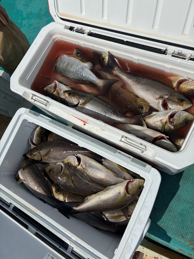 イサギ(イサキ)