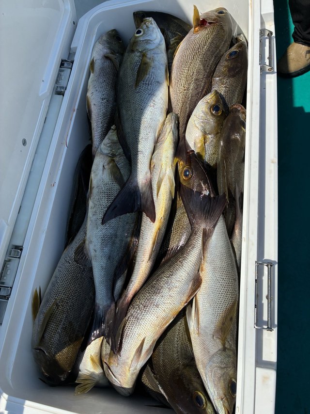 イサギ(イサキ)