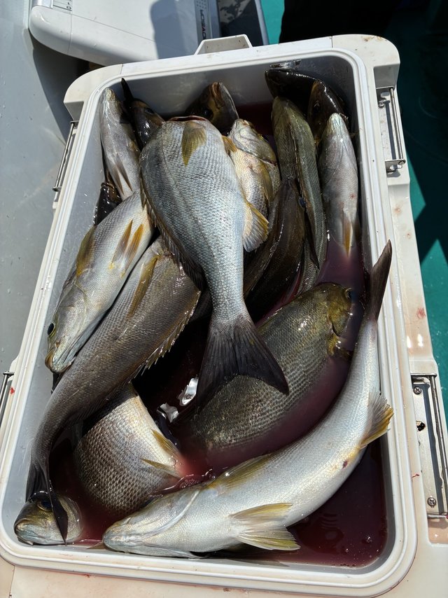 イサギ(イサキ)