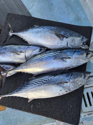 ヒラソーダ(ヒラソウダ)・スマ