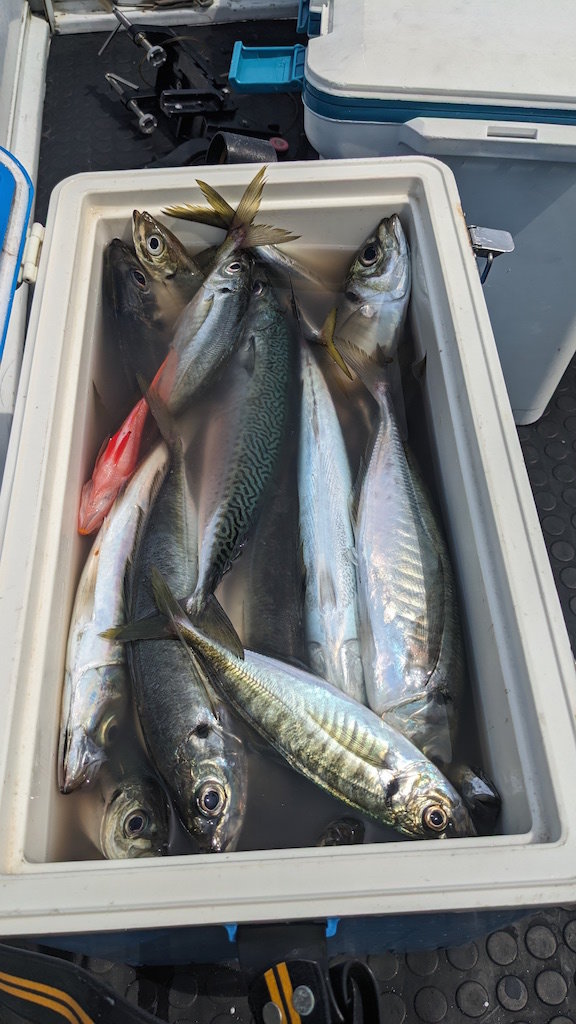 アジ(マアジ)・サバ(ゴマサバ)