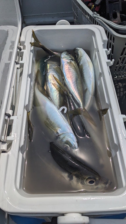 アジ(マアジ)・サバ(ゴマサバ)