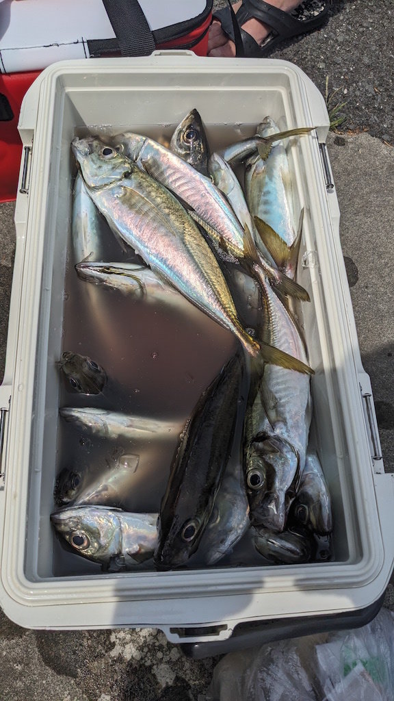 アジ(マアジ)・サバ(ゴマサバ)