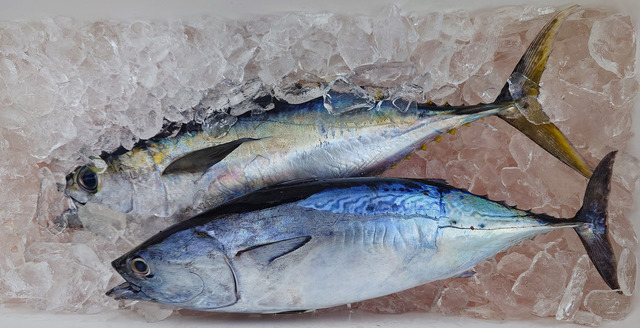 ヒラソウダ・スマ