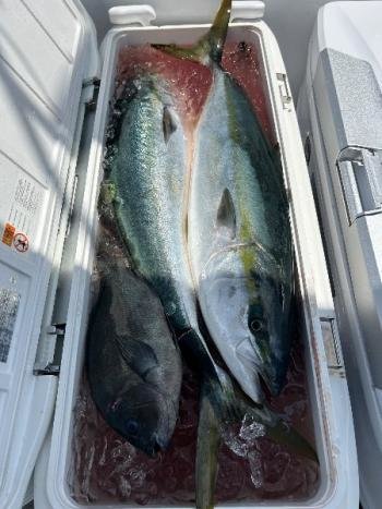 グレ(メジナ)・ブリ