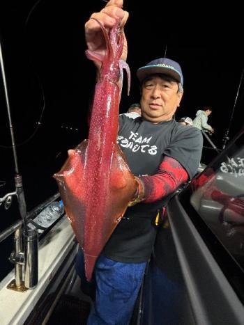 マイカ(ケンサキイカ)