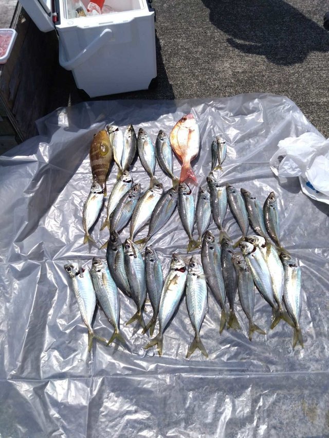 マダイ・キジハタ・アジ(マアジ)