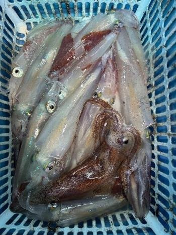 マイカ(ケンサキイカ)