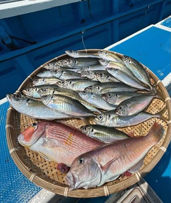 マアジ・アカアマダイ・シロアマダイ