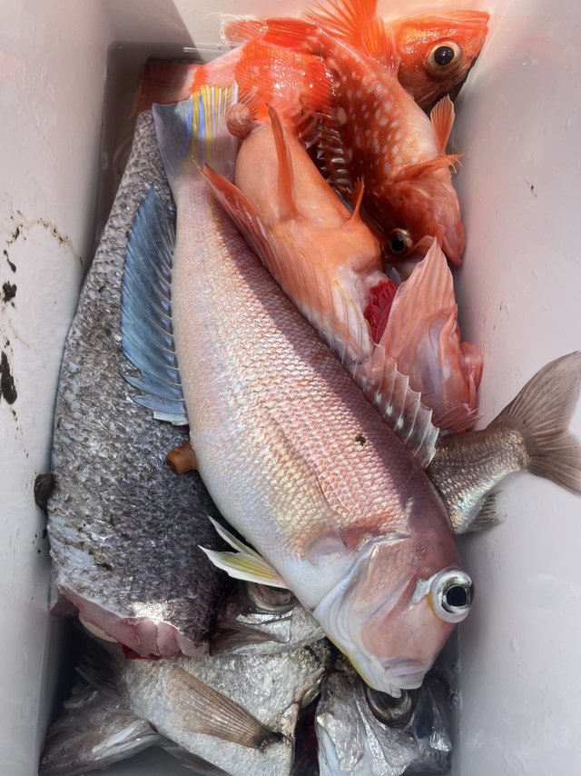 アマダイ(アカアマダイ)・アカムツ・カサゴ