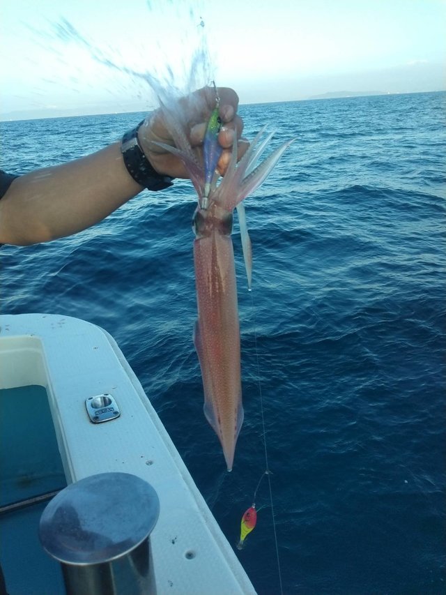 イカ(ヤリイカ)