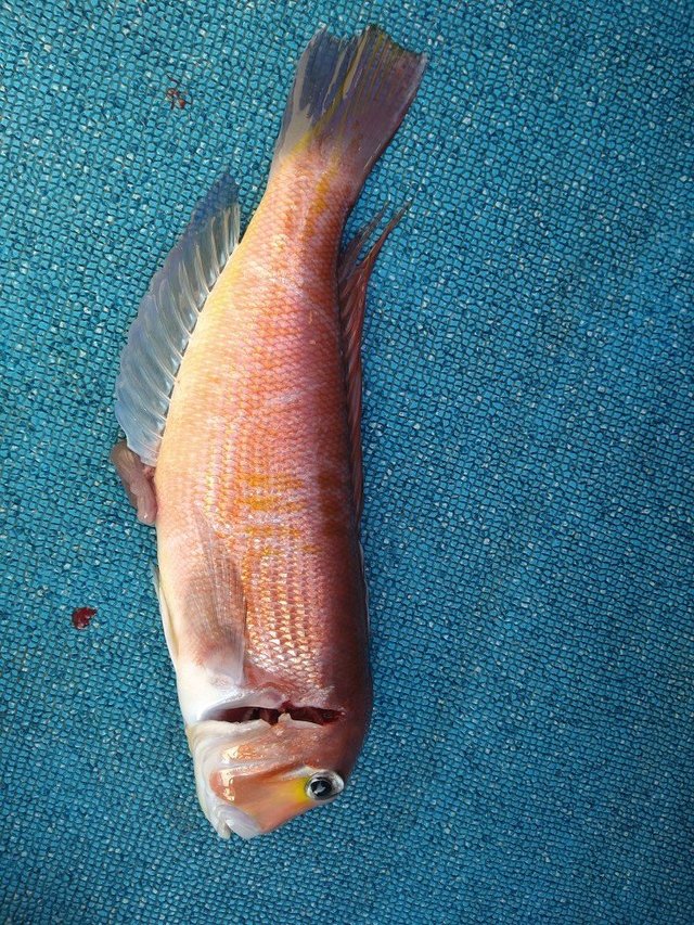 アマダイ(アカアマダイ)