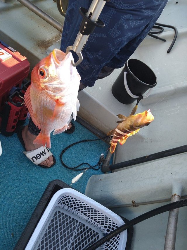 レンコ(キダイ)・アオハタ