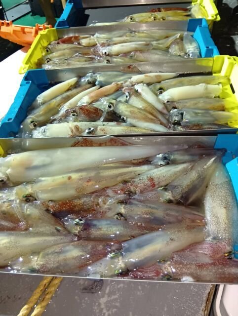 イカ(ヤリイカ)