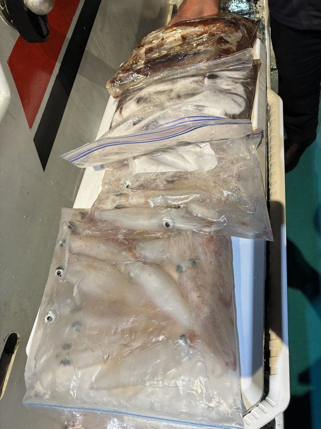 アカイカ(ケンサキイカ)