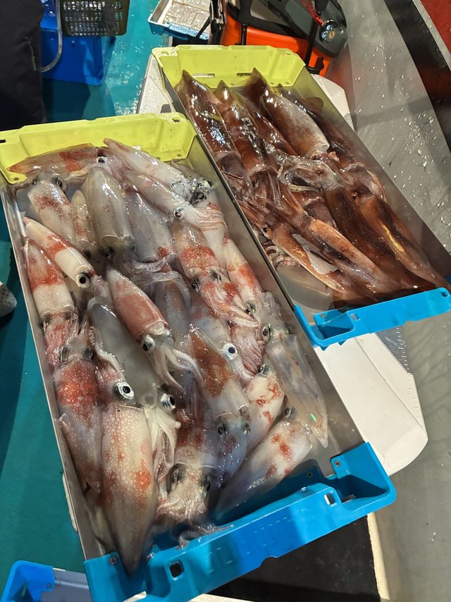 アカイカ(ケンサキイカ)