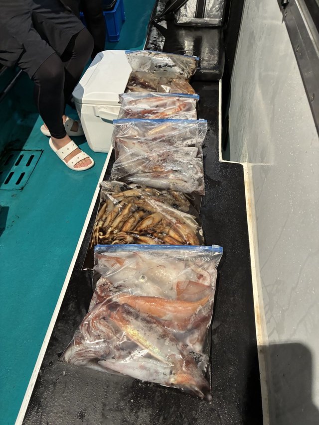 アカイカ(ケンサキイカ)