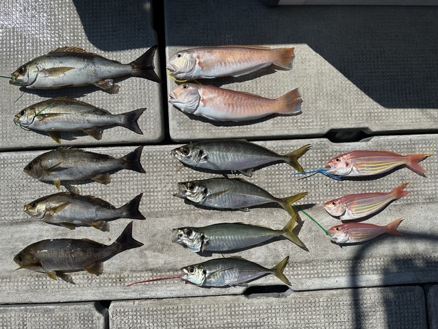 アジ(マアジ)・イサギ(イサキ)・シロアマダイ・イトヨリ(イトヨリダイ)