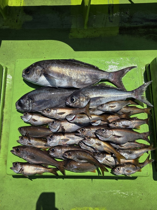 クロムツ・メダイ