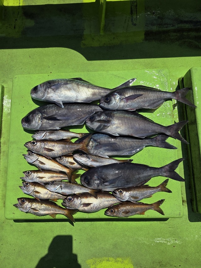 クロムツ・メダイ