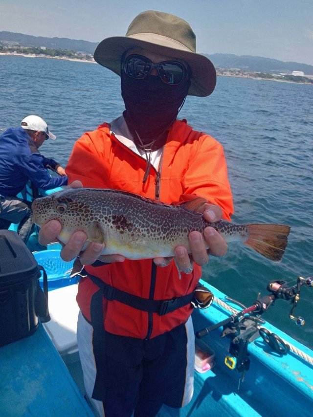 ショウサイフク(ショウサイフグ)