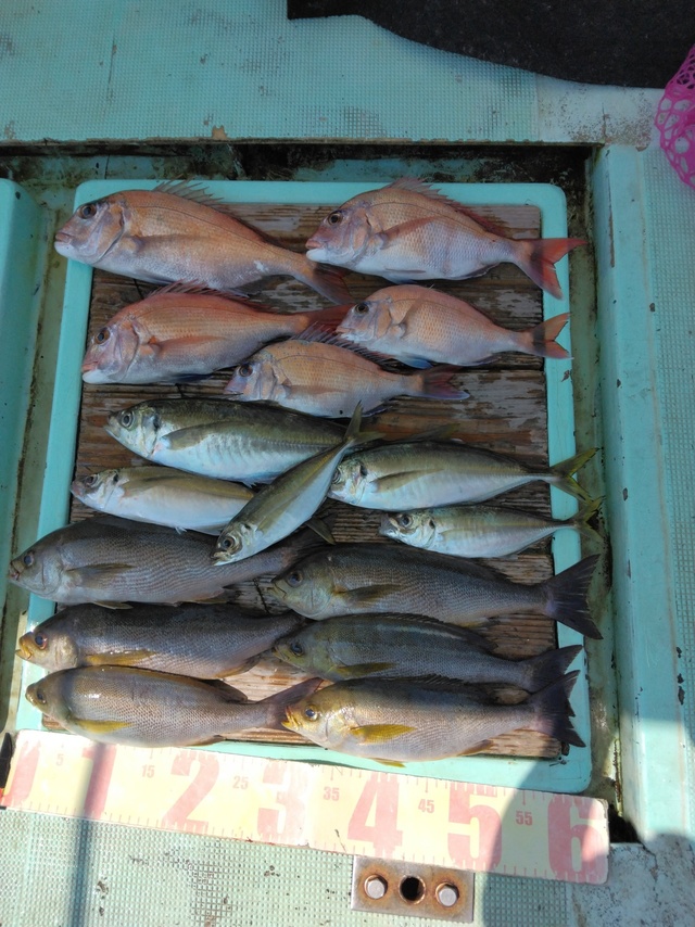 マダイ・マアジ・イサギ(イサキ)