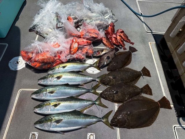 ハマチ(ブリ)・チカメキントキ・ヒラメ・サバ(ゴマサバ)