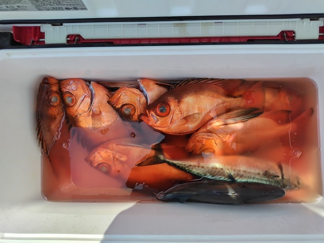 チカメキントキ