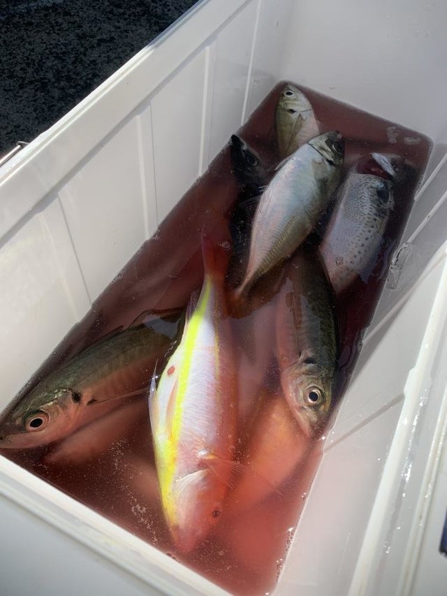 アジ(マアジ)・イトヨリ(イトヨリダイ)・サバ(ゴマサバ)