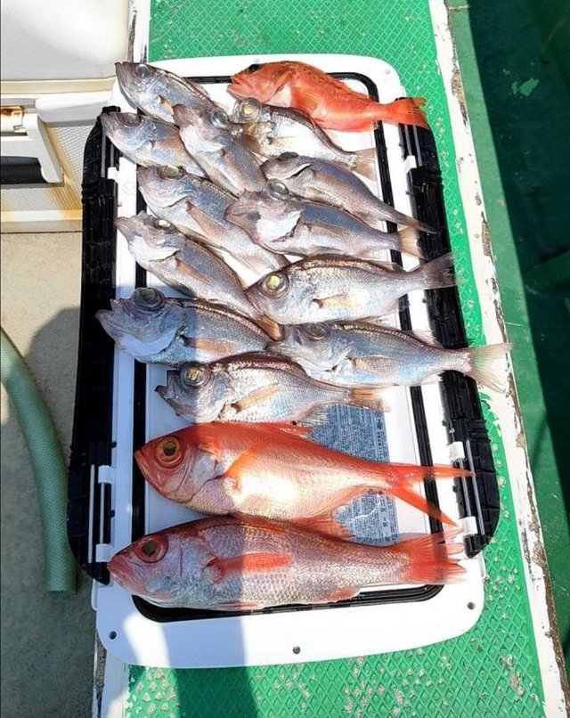 クロムツ・アカムツ・ユメカサゴ・ドンコ(チゴダラ)・キンメ(キンメダイ)・シロムツ(オオメハタ)