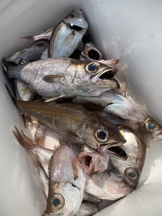 クロムツ・シロムツ(オオメハタ)