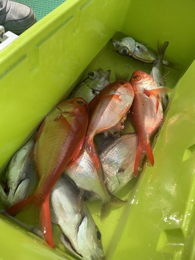 アカムツ・キンメ(キンメダイ)