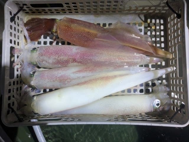 アカイカ(ケンサキイカ)