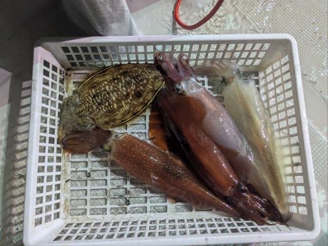 アカイカ(ケンサキイカ)・コウイカ