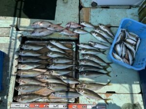 マダイ・マサバ