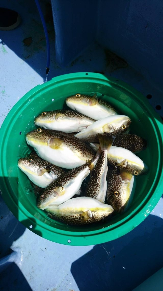 ショウサイフグ