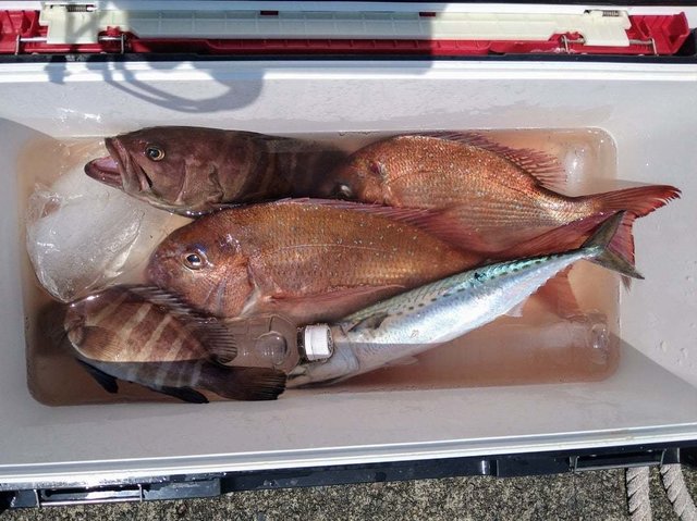 マダイ・マハタ・サバ(ゴマサバ)