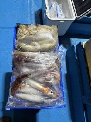 アカイカ(ケンサキイカ)・スルメイカ