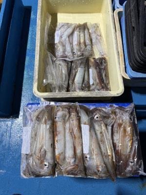 アカイカ(ケンサキイカ)・スルメイカ