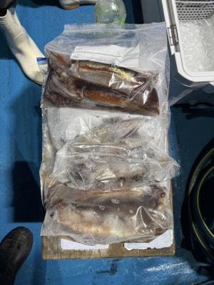 アカイカ(ケンサキイカ)・スルメイカ