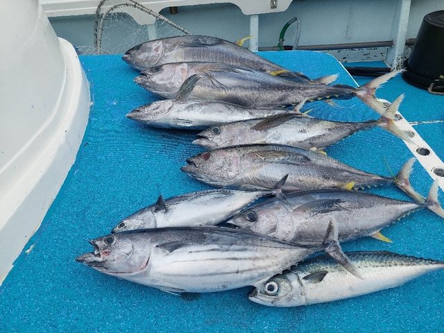 キメジ(キハダ)