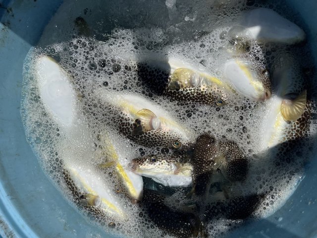 フグ(ショウサイフグ)