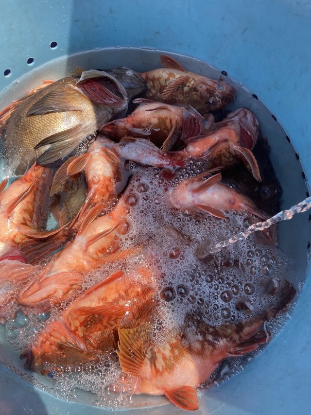 カサゴ・メバル